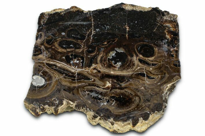 Polished Fossil Stromatolite Colony on Petrified Reed - Utah #365968